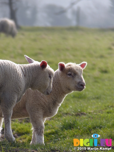 FZ012240 Lambs in field